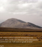 Gregge al pascolo a Collarmele, lungo il cammino di San Francesco"Meditazione camminata significa praticare la meditazione...