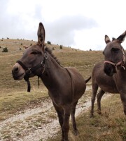 Cammino con l'AsinoEmozionanti avventure per chi ama esperienze uniche immersi nella natura, alla maniera degli antichi...