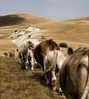 A herd pasturing at Campo Imperatore by fonsico on Flickr.