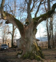 Cammino dei paesaggisti dell'800, appena fuori di Scurcula Marsicana... La quercia di Donato, 800 anni di storia, forza e...