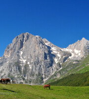 Horses near the Gran Sasso Like it? Follow my Blog! or visit our Reiten-website!