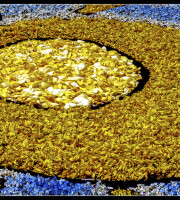 Flower decorations (details)