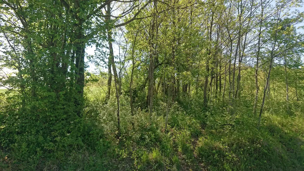 Tratto del Regio Tratturo Pescasseroli-Candela nei pressi di Santa Croce del Sannio completamente invaso dalla vegetazione spontanea. Alberi, arbusti e sottobosco ricoprono integralmente l’antico corridoio tratturale rendendone difficile l’individuazione nel paesaggio rurale.